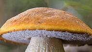 Pilze sind unglaublich vielseitig.