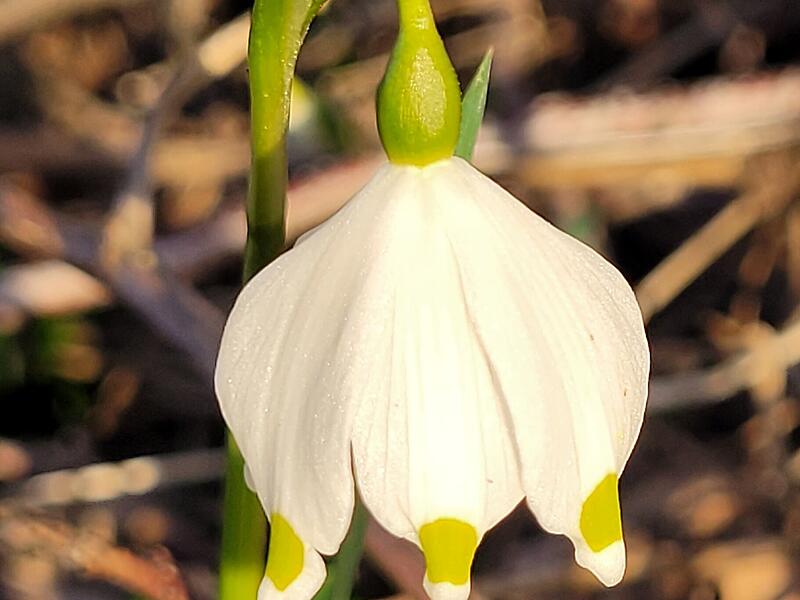 Die M&auml;rzenbecher bl&uuml;hen wundersch&ouml;n am Eschenbach und breiten sich wie ein Teppich aus. &bdquo;Sie stehen unter Naturschutz und d&uuml;rfen nicht gepfl&uuml;ckt oder ausgegraben werden. Wie so viele h&uuml;bsch bl&uuml;hende Blumen ist auch der M&auml;rzenbecher in allen Teilen giftig.&ldquo;