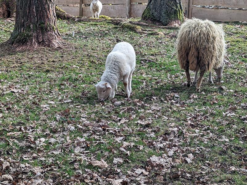Lämmer Hundshaupten Lämmer Hundshaupten