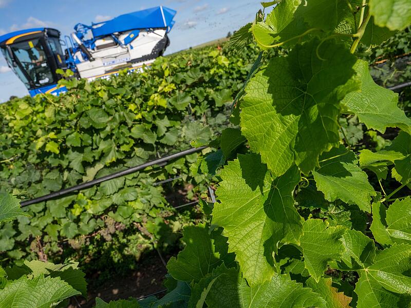 Weinlese in Mecklenburg-Vorpommern Weinlese in Mecklenburg-Vorpommern