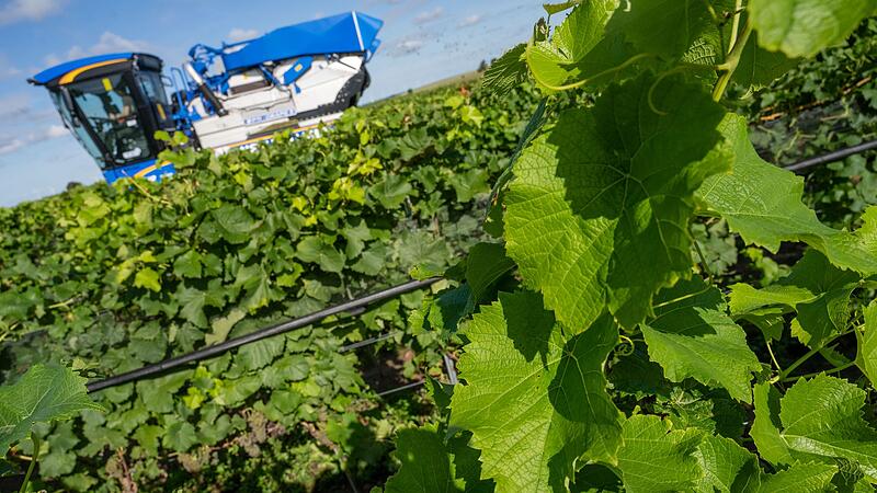 Weinlese in Mecklenburg-Vorpommern Weinlese in Mecklenburg-Vorpommern