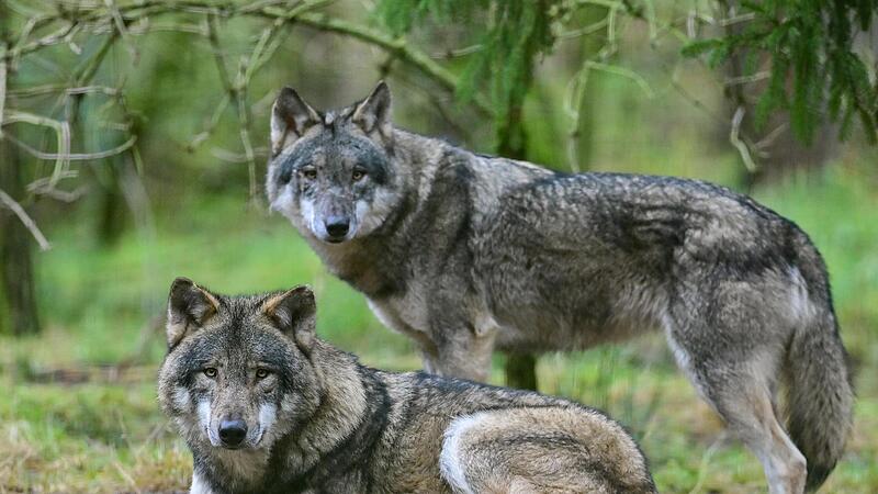 Ein Wolfspaar (Symbolbild): Im Spessart und der Rhön sorgen zwei Wölfe derzeit für Aufsehen durch viele Nutztier-Risse. Der Abschuss ist gescheitert, jetzt wurden Damhirsch-Risse auch in Detter nachgewiesen.