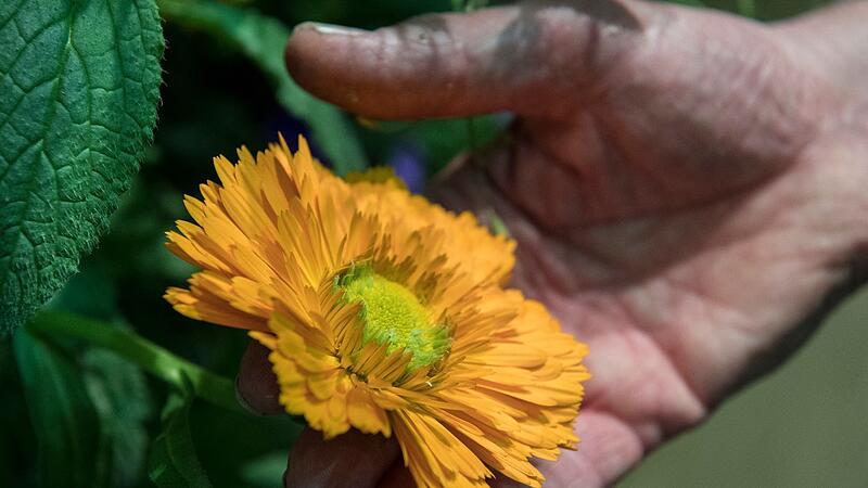 Ringelblume Ringelblume