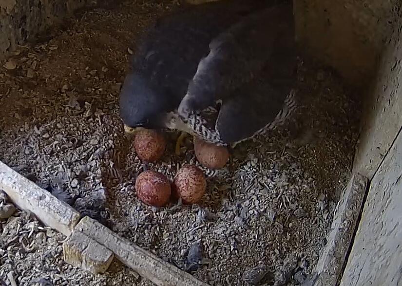 Wanderfalken von der Coburger Morizkirche haben vier Eier Wanderfalken von der Coburger Morizkirche haben vier Eier