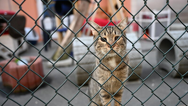 Auch jede Menge Katzen hoffen im Bamberger Tierheim auf neue Besitzer.