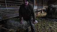 Kein Farbspray mehr für die Merino-Landschafe: Schäfer Anton Wunderlich hat seinen Mutterschafen Halsbänder umgelegt.