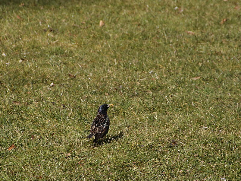 Vögel genießen die Sonne im Kurgarten RascherDie ersten Frühlingsboten in Bad Kissingen Vögel genießen die Sonne im Kurgarten