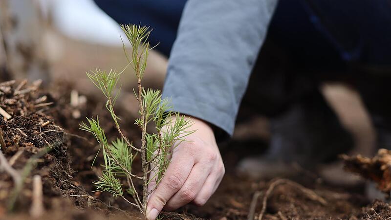 Eine junge L&auml;rche wird gepflanzt. Wie mit dem Thema Wiederaufforstung k&uuml;nftig umgegangen werden soll, wurde bei dem Treffen in Altenkunstadt kritisiert.
