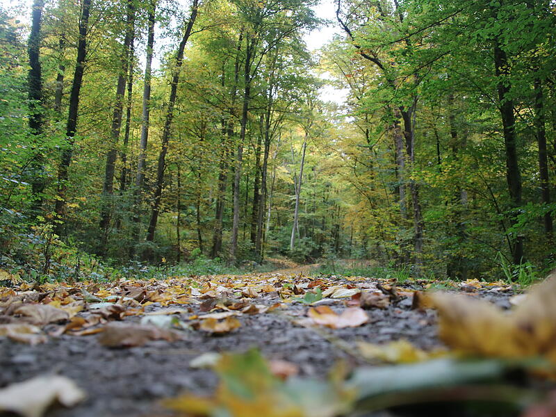 Der Bad Kissinger Stadtwald im Herbstgewand.