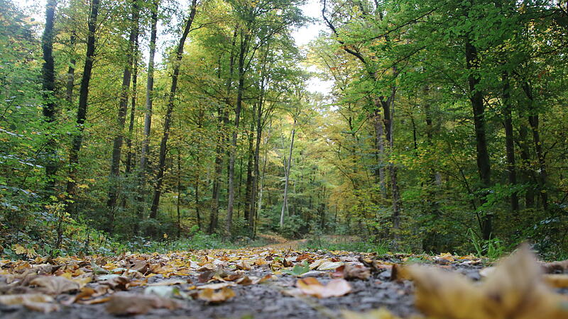 Der Bad Kissinger Stadtwald im Herbstgewand.