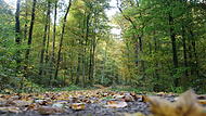 Der Bad Kissinger Stadtwald im Herbstgewand.