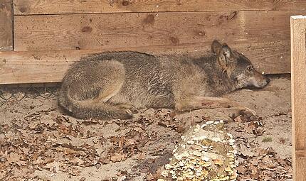 Hamburger Wolf in Tierauffangstation