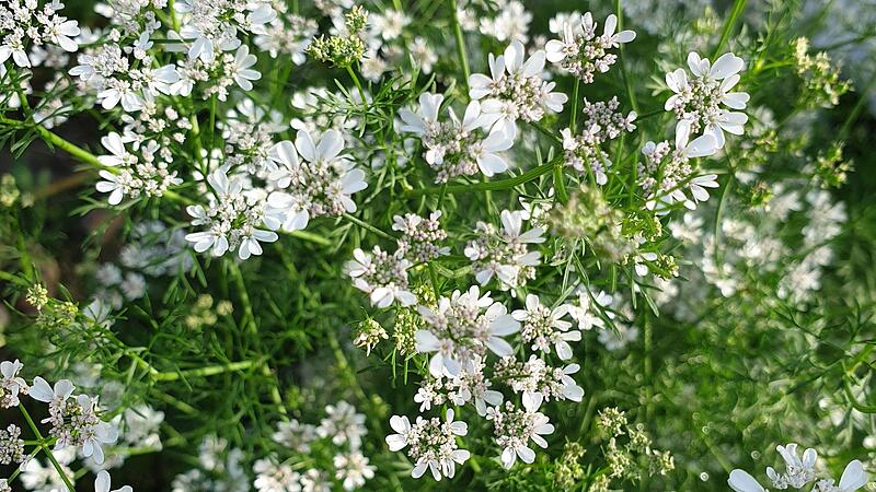 Wundersch&ouml;ne Bl&uuml;ten mit intensivem Duft: Alle Pflanzenteile des Korianders sind essbar &ndash; und er ist auch ein n&uuml;tzlicher Gartenhelfer.