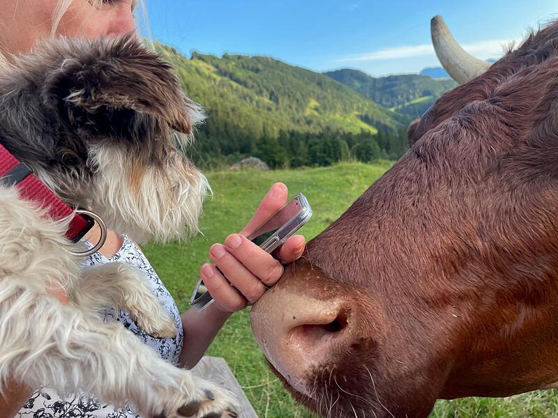 Faszination Berge: So sch&ouml;n ist es auf der Klingelbergalm M&uuml;hlbach