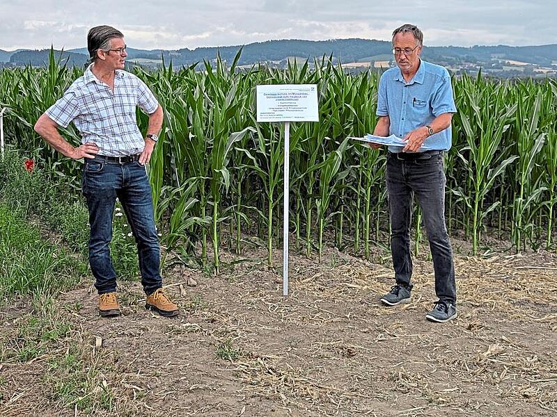 Pflanzenbauberater Fritz Asen (rechts) und Versuchsbetriebsleiter Hubertus von Künsberg stellen auf dem Testfeld in Schmölz den Versuch vor.Ulf Felgenhauer Pflanzenbauberater Fritz Asen (rechts) und Versuchsbetriebsleiter Hubertus von Künsberg stellen auf dem Testfeld in Schmölz den Versuch vor.Ulf Felgenhauer