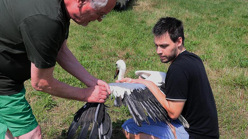 Julian Hauschild (rechts) und Tierarzt Joachim Lessing mit dem eingefangenen Storch. Einige seiner Schwungfedern sind stark verk&uuml;mmert &ndash; so kommt er nicht in die Luft.