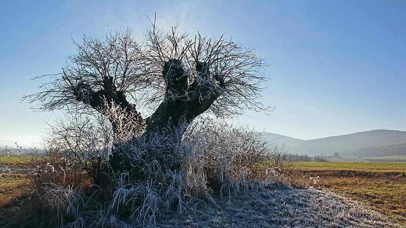 Rasierpinseleiche oder der H&uuml;ter des Feldes wird der markante Baum oberhalb von Nedensdorf genannt. Die Einheimischen nennen das Flurdenkmal kurz und knapp &bdquo;Eichastock&ldquo;. An dem Baum mit seiner acht Meter breiten Krone wurde vor 19 Jahren die Schl&uuml;...