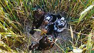 Fünf junge Wiesenweihen hat Willi Volkmuth Anfang Juli in einem Feld auf der Sulzthaler Gemarkung fotografiert. Der Vogelschützer beobachtet die streng geschützten Tiere seit Jahren und steckt ihre Brutgebiete ab.