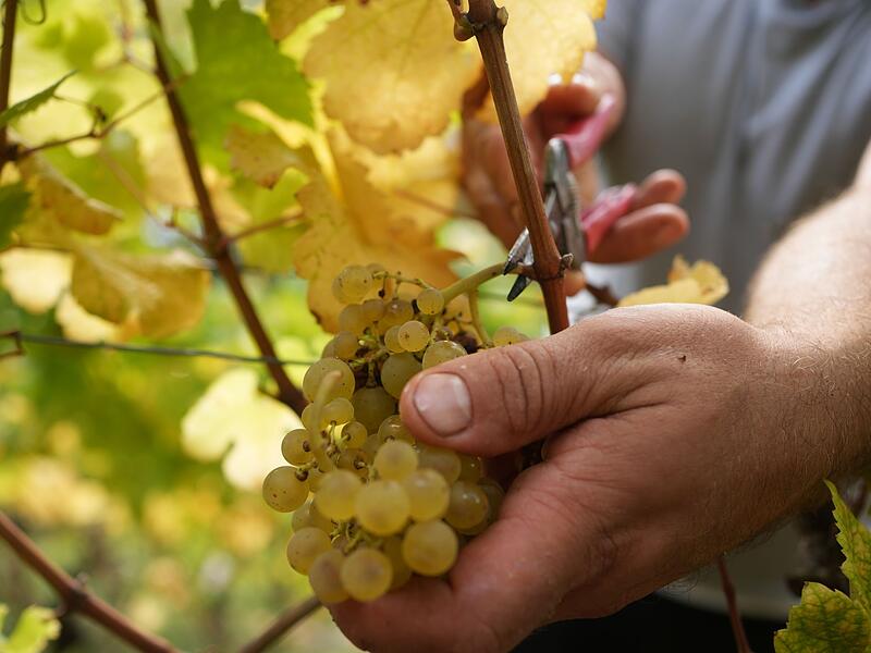 Weinlese an der Untermosel