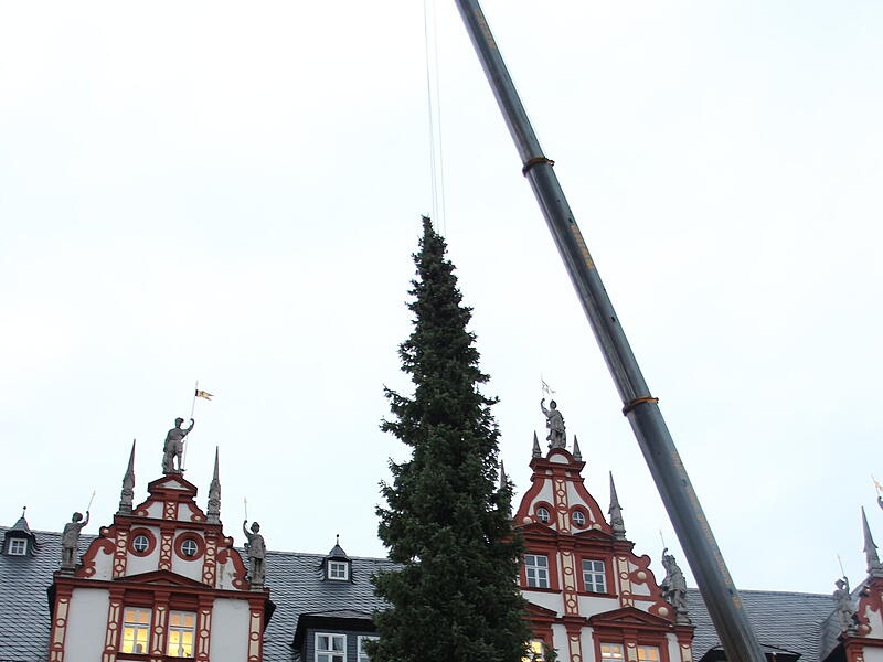 Der Coburger Weihnachtsbaum 2023 ist da
