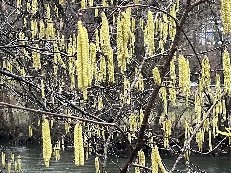 WetterkönigForchheim & Fränkische Schweiz Die Blütenstände der Erlen lauern, wie hier an der Wiesent, bereits auf ihre Chance.
