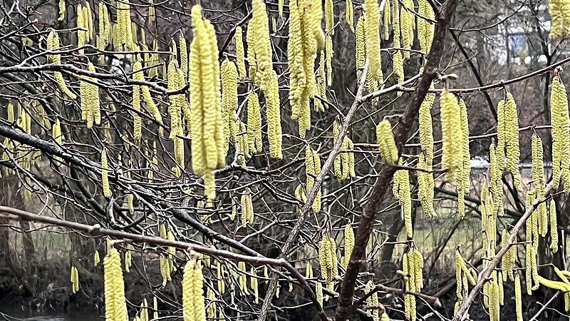 WetterkönigForchheim & Fränkische Schweiz Die Blütenstände der Erlen lauern, wie hier an der Wiesent, bereits auf ihre Chance.