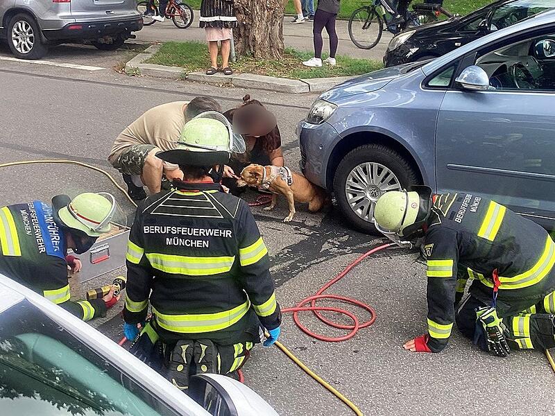 Feuerwehr befreit unter Auto eingeklemmte Hündin