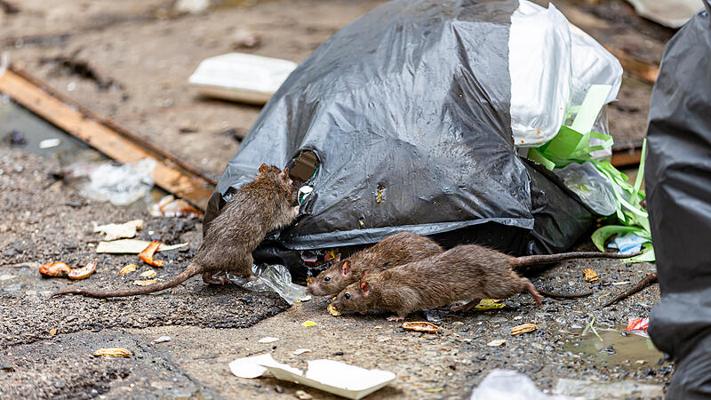 Ratten an einem M&uuml;llbeutel