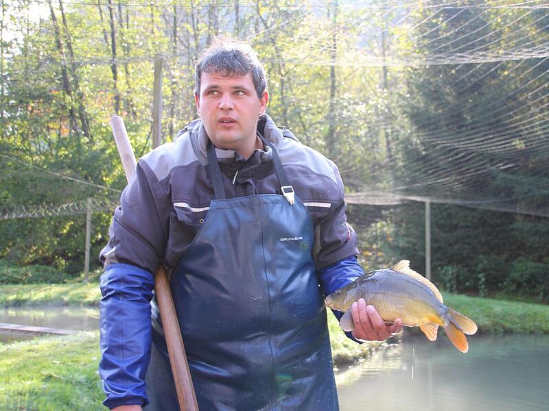 Karpfensaison Fischzucht Seidmannsdorf