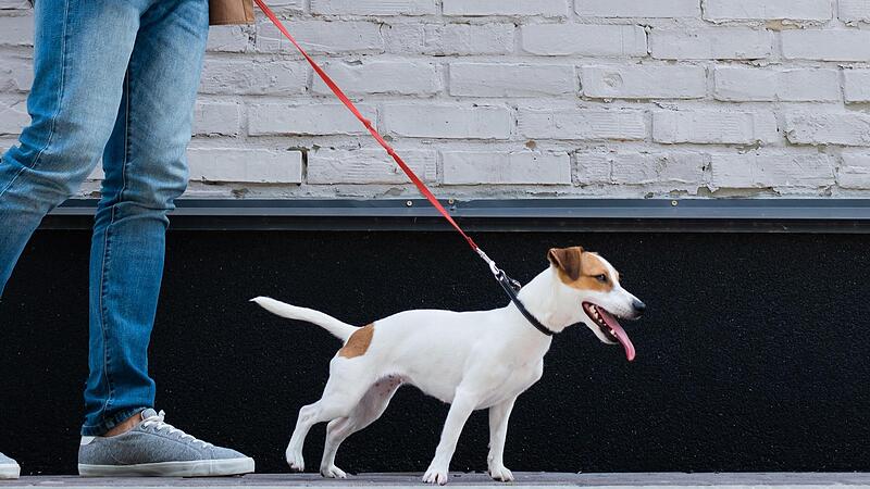 Während der Corona-Pandemie ist im Raum Lichtenfels die Zahl der Hunde gestiegen.
