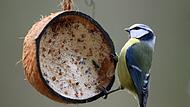 Meisen an einer mit Vogelfutter gefüllten Kokosnuss
