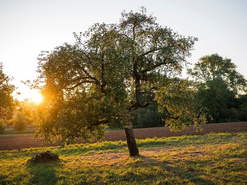 Sonnenaufgang über einer Streuobstwiese