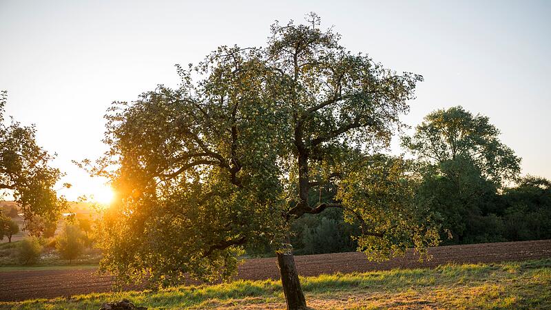 Sonnenaufgang über einer Streuobstwiese