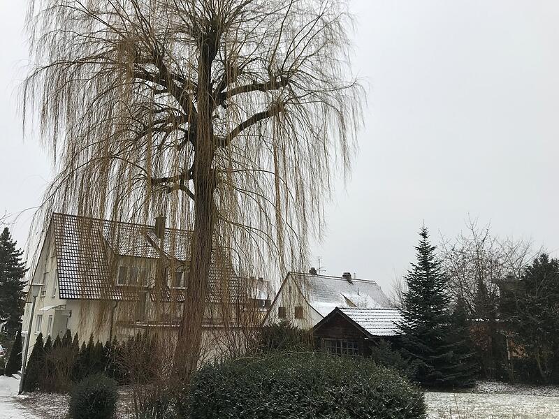 Trauerweide in Forchheim widerrechtlich gefälltForchheim & Fränkische Schweiz Trauerweide in Forchheim widerrechtlich gefälltForchheim & Fränkische Schweiz