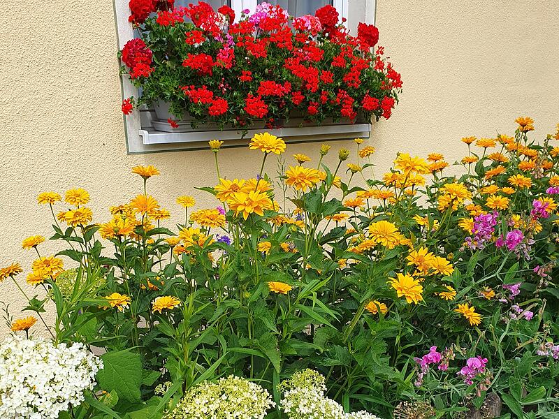 Rosenmesse Gewinnspiel