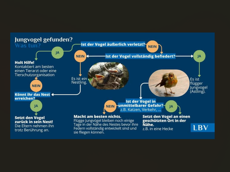 Jungvogel gefunden - was tun? Der LBV gibt Hilfestellung zur richtigen Hilfe. Jungvogel gefunden - was tun? Der LBV gibt Hilfestellung zur richtigen Hilfe.