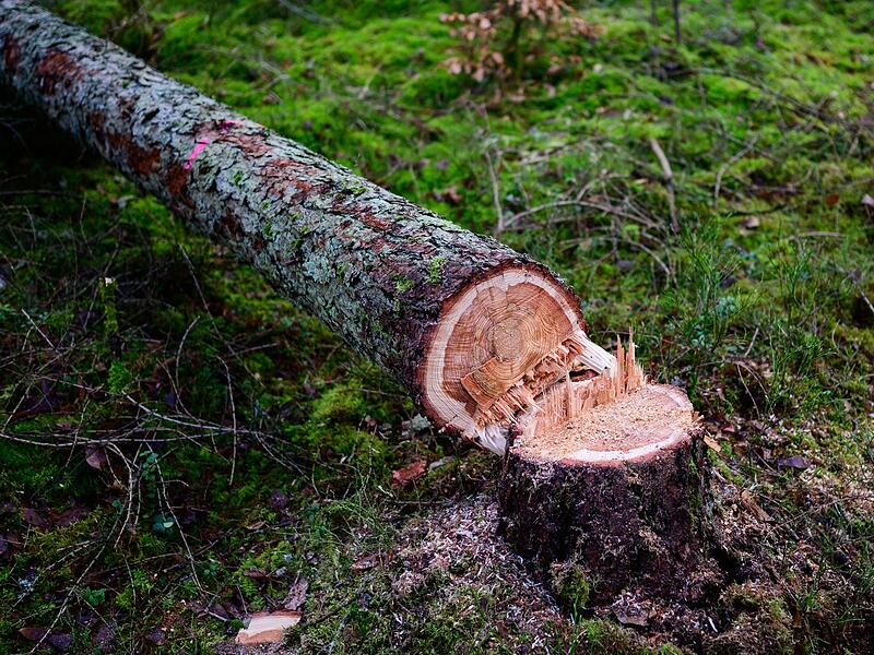 Motorsägekurse bei den Landesforsten