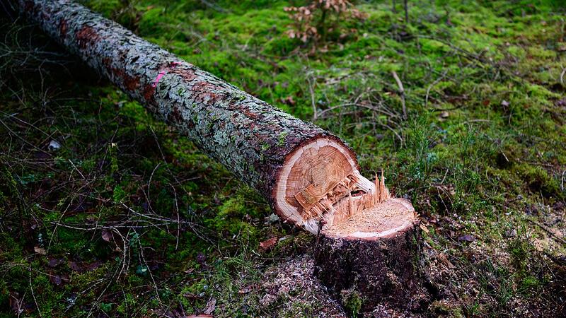Motorsägekurse bei den Landesforsten