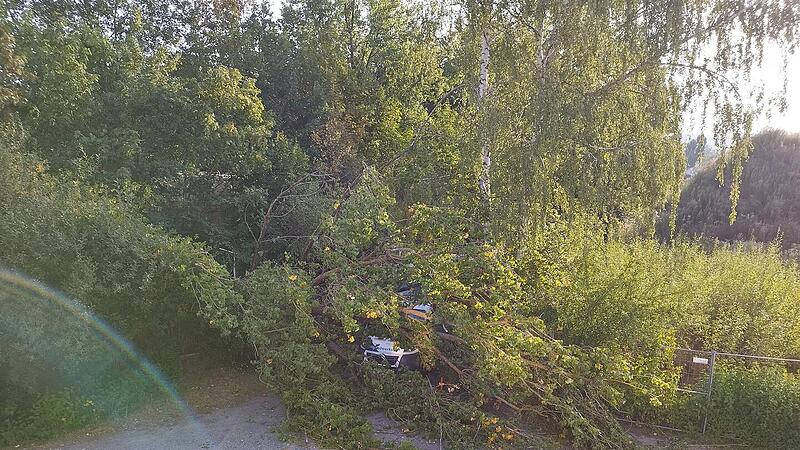 Kulmbach: Entwurzelter Baum kracht auf Bus - "erheblicher Schaden" Kulmbach: Entwurzelter Baum kracht auf Bus - "erheblicher Schaden"