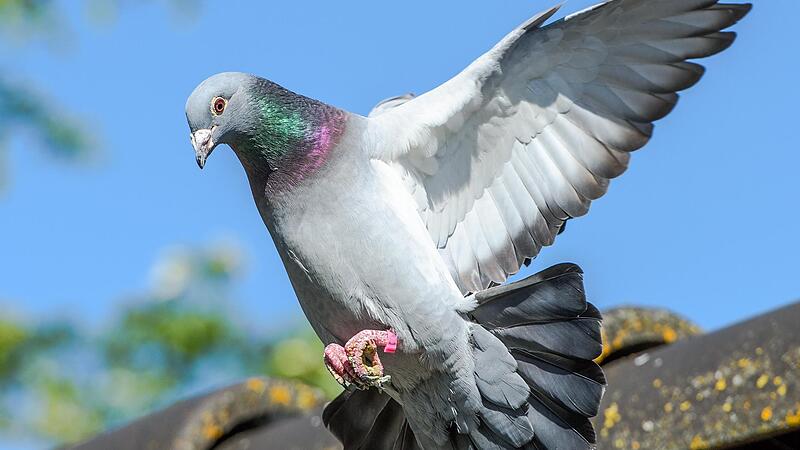 Bei Taubenwettfl&uuml;gen  werden Brieftauben mehrere hundert Kilometer von ihrem Taubenschlag entfernt freigelassen, damit sie nach Hause finden.