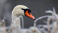 Schwan Schwan