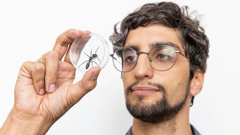 Bis zu 2,5 Zentimeter lang werden die Ameisen der Gattung "Dinoponera grandis". Ein Exemplar der Kolonie am Würzburger Uni-Biozentrum zeigt Forschungsgruppenleiter Erik Frank. Bis zu 2,5 Zentimeter lang werden die Ameisen der Gattung "Dinoponera grandis". Ein Exemplar der Kolonie am Würzburger Uni-Biozentrum zeigt Forschungsgruppenleiter Erik Frank.