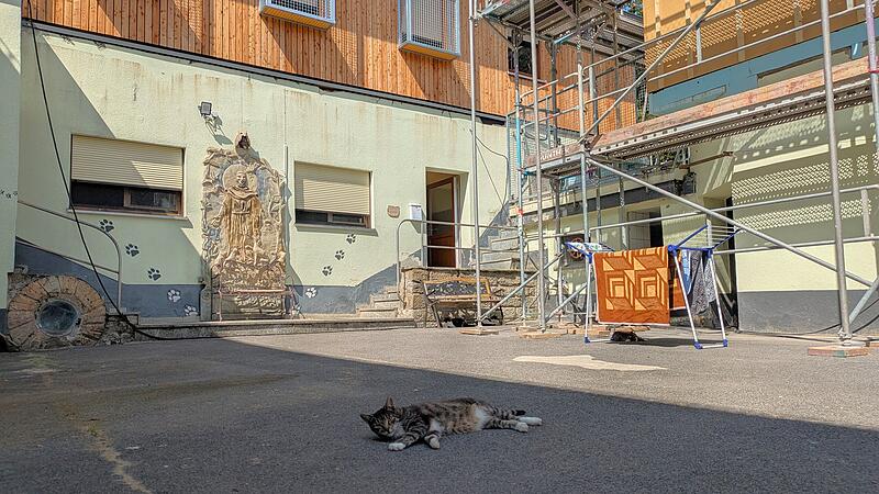 Kater Wotan sonnt sich. Im Hintergrund zu erkennen: der neue Aufbau des Katzenhauses und eine weitere Baustelle (rechts).