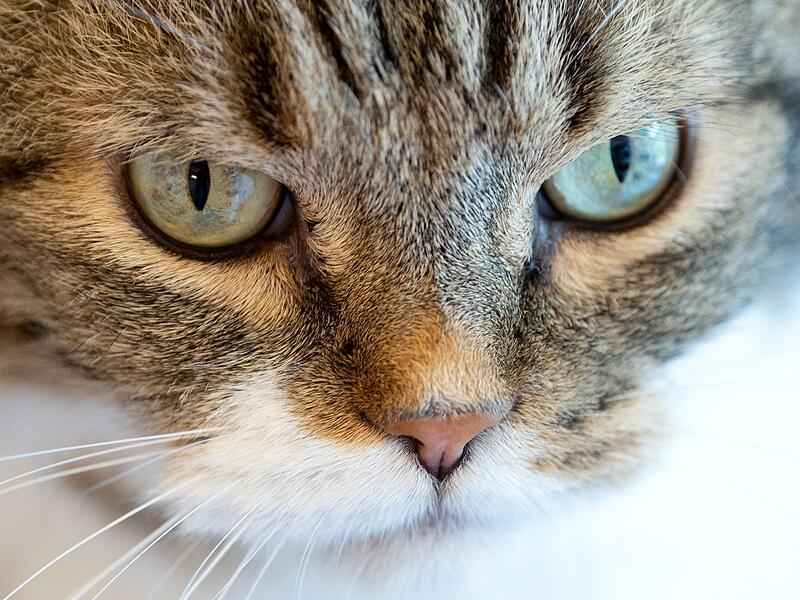 Katze im Tierheim