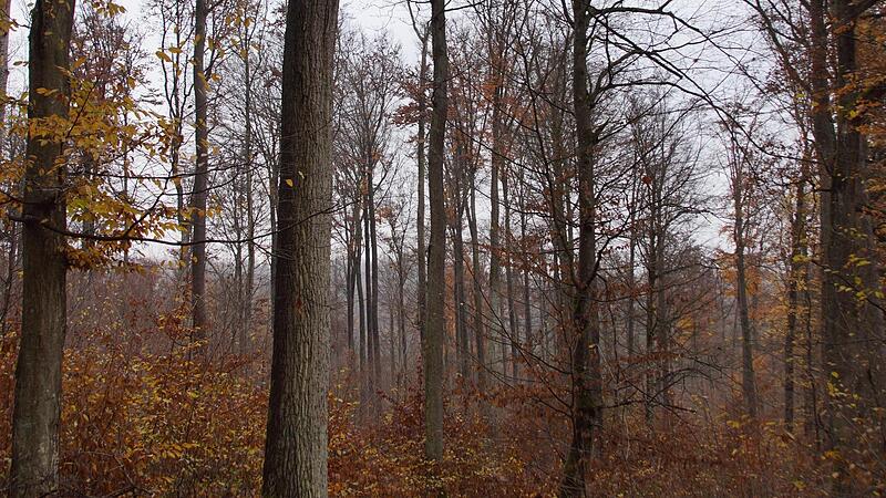 Auch wenn man es auf den ersten Blick nicht sieht: Der Gemeindewald  Rauhenebrach leidet unter Klimawandel und Sch&auml;dlingen.