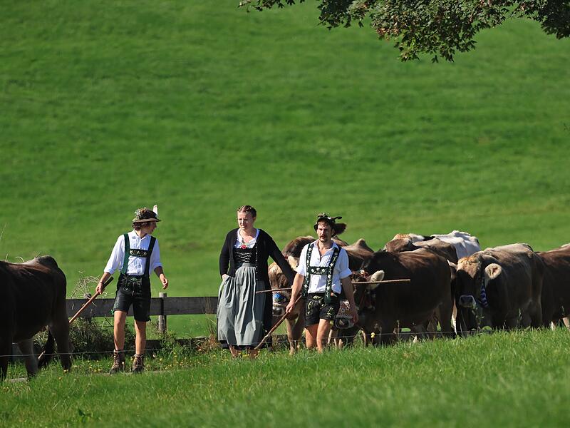 Viehscheid im Allgäu