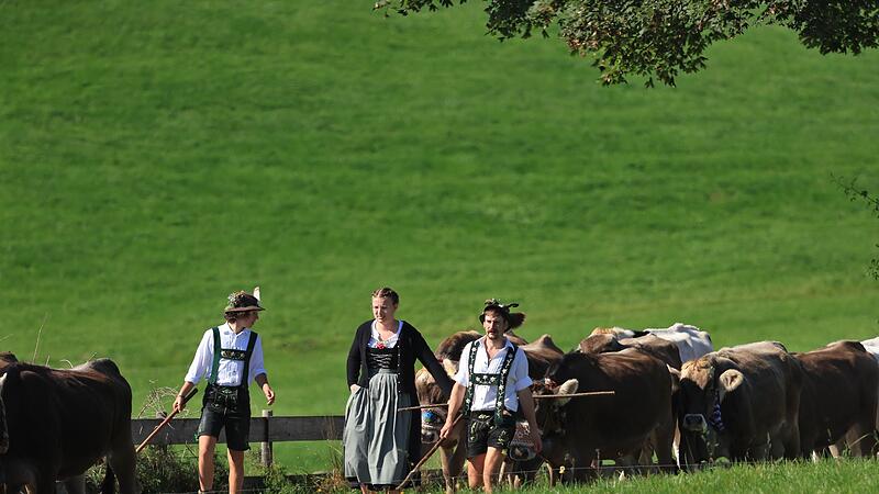 Viehscheid im Allgäu