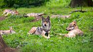 Im Februar wurden in der N&auml;he von Betzenstein 18 Tiere durch W&ouml;lfe gerissen.Forchheim & Fr&auml;nkische Schweiz