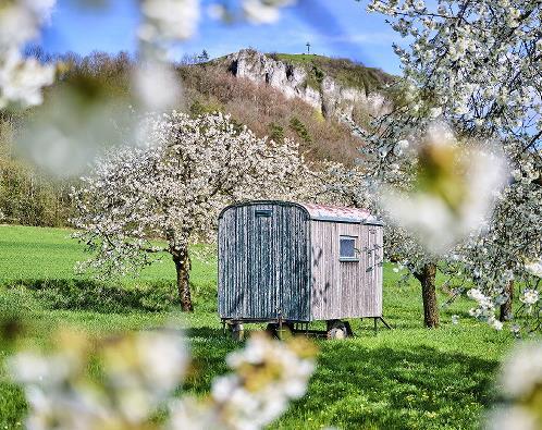 Die Kirschbl&uuml;te rund um das Walberla beginnt.