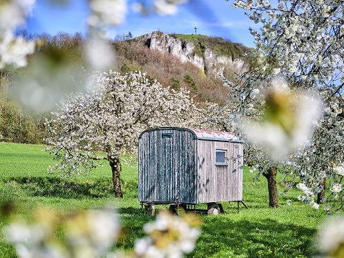 Die Kirschbl&uuml;te rund um das Walberla beginnt.